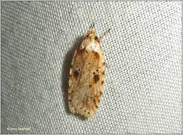 Attēlu rezultāti vaicājumam “Agonopterix aranella”