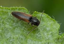 Attēlu rezultāti vaicājumam “Eulithis pyropata”