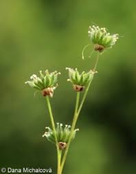 Attēlu rezultāti vaicājumam “Filipendula vulgaris fruit”