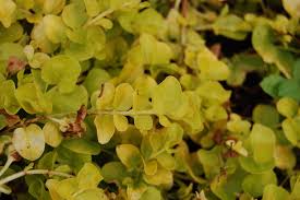 Attēlu rezultāti vaicājumam “Lysimachia nummularia leaf”