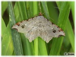 Attēlu rezultāti vaicājumam “Macaria alternata”