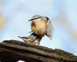 Attēlu rezultāti vaicājumam “Sitta europaea male”