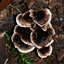 Attēlu rezultāti vaicājumam “Phellodon niger”