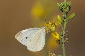 Attēlu rezultāti vaicājumam “Pieris brassicae female”