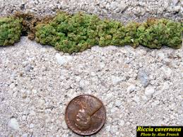 Attēlu rezultāti vaicājumam “Riccia cavernosa”