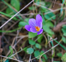 Attēlu rezultāti vaicājumam “Crocus speciosus flower”