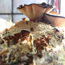 Attēlu rezultāti vaicājumam “Panellus serotinus”