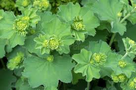 Attēlu rezultāti vaicājumam “Alchemilla subcrenata  flower”