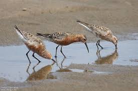 Attēlu rezultāti vaicājumam “Calidris ferruginea adult”