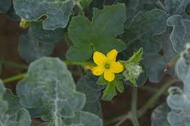 Attēlu rezultāti vaicājumam “Thladiantha dubia flower”
