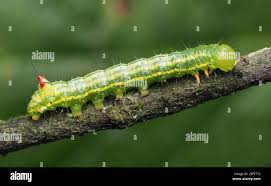 Attēlu rezultāti vaicājumam “Ptilodon capucina larva”