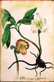 Attēlu rezultāti vaicājumam “Actaea spicata flower”