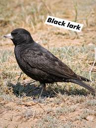 Image result for Melanocorypha yeltoniensis