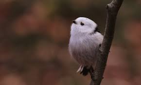 Attēlu rezultāti vaicājumam “Aegithalos caudatus”