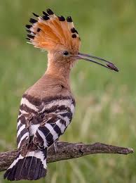 Attēlu rezultāti vaicājumam “Upupa epops adult”