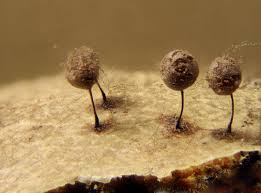 Attēlu rezultāti vaicājumam “Collaria rubens”