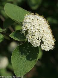 Attēlu rezultāti vaicājumam “Viburnum lantana  flower”