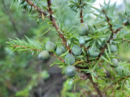 Attēlu rezultāti vaicājumam “Juniperus communis fruit”