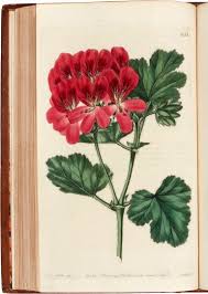 Attēlu rezultāti vaicājumam “Geraniaceae”