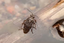 Attēlu rezultāti vaicājumam “Saldula saltatoria”