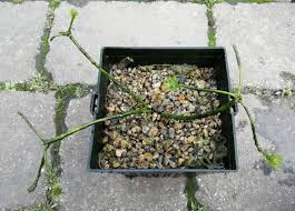 Attēlu rezultāti vaicājumam “Hottonia palustris fruit”