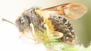 Attēlu rezultāti vaicājumam “Cimbicidae”