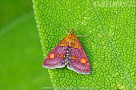 Attēlu rezultāti vaicājumam “Pyrausta purpuralis”