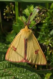 Attēlu rezultāti vaicājumam “Diacrisia sannio male”