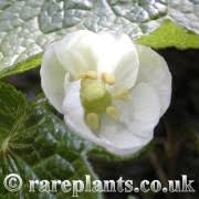 Attēlu rezultāti vaicājumam “Podophyllum hexandrum”