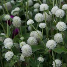 Image result for Kugelamarant