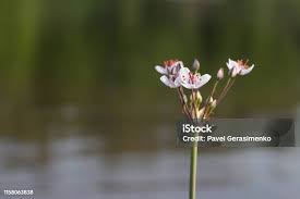 Attēlu rezultāti vaicājumam “Butomus umbellatus bud”