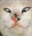 Photo Contest for Catsters and Cat Bloggers | Catster