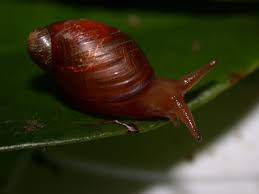 Attēlu rezultāti vaicājumam “Succinea”