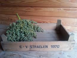 Image result for veilingkist