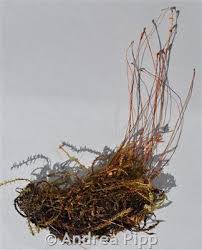 Attēlu rezultāti vaicājumam “Meesia triquetra”