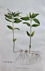 Attēlu rezultāti vaicājumam “Mercurialis perennis”