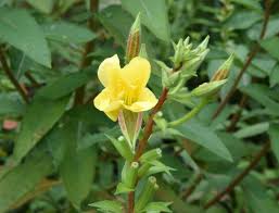 Attēlu rezultāti vaicājumam “Oenothera biennis flower”