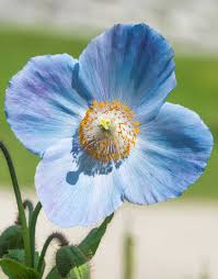 Image result for Scheinmohn blau