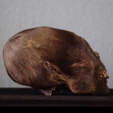 Image result for elongated skulls
