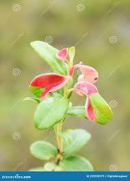 Attēlu rezultāti vaicājumam “Exobasidium vaccinii”