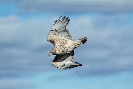 Attēlu rezultāti vaicājumam “Buteo buteo adult”