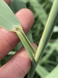 Attēlu rezultāti vaicājumam “Phragmites communis fruit”