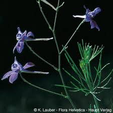 Image result for Consolida ajacis oder Consolida regalis