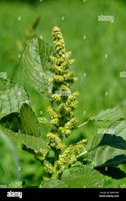 Attēlu rezultāti vaicājumam “Amaranthus retroflexus leaf”