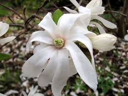 Attēlu rezultāti vaicājumam “xComagaria rosea  flower”