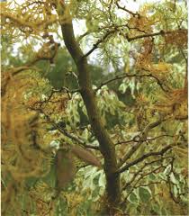 Attēlu rezultāti vaicājumam “Larix kaempferi”