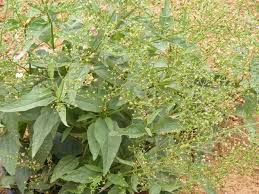 Attēlu rezultāti vaicājumam “Scrophularia nodosa leaf”