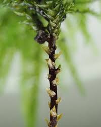 Attēlu rezultāti vaicājumam “Thamnobryum alopecurum”