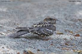 Attēlu rezultāti vaicājumam “Cribraria languescens”