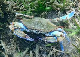 Image result for Callinectes sapidus